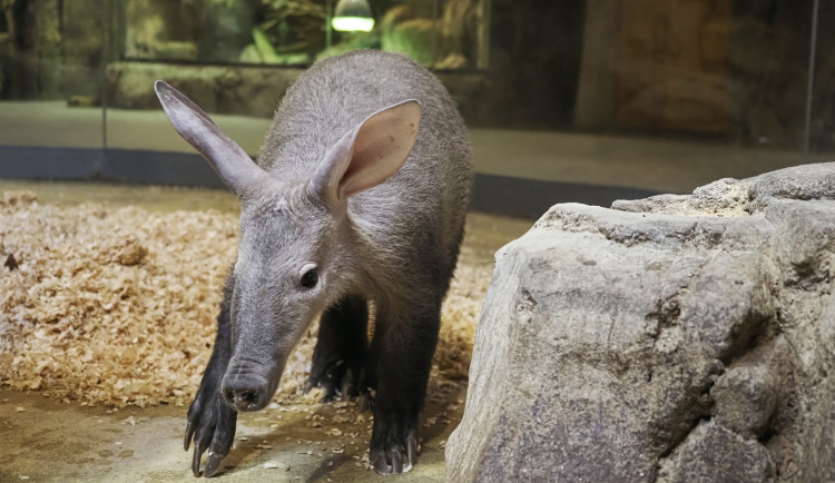 DNA test vzácného přírůstku: mládě hrabáče v Zoo Olomouc je samice