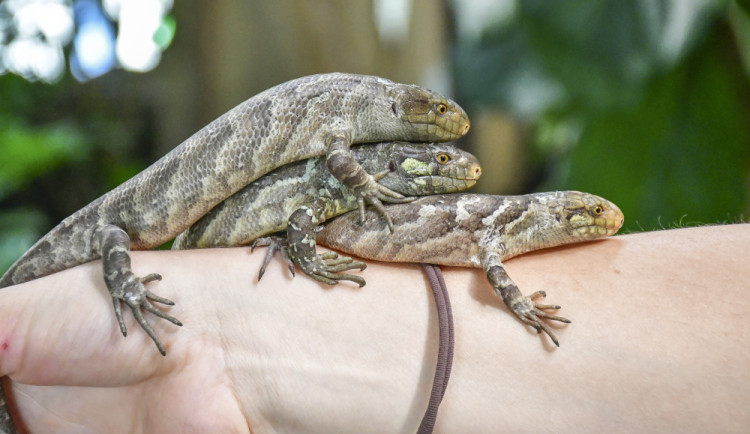 Světová rarita v jihlavské zoo, narodila se tu trojčata scinka šalamounského