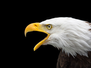 Vědci našli další silný jed v sinicích, které zabíjely americké orly