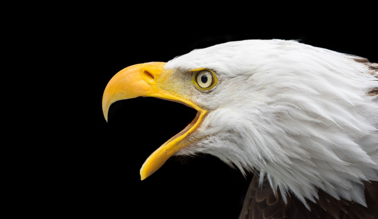 Vědci našli další silný jed v sinicích, které zabíjely americké orly