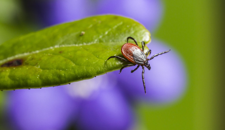 Počet případů nemocí přenášených klíšťaty je na jihu Čech nižší než loni