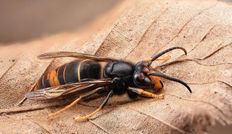 Agresivní sršeň asijská se poprvé objevila v Česku, podle přírodovědců je nebezpečná hlavně pro včely