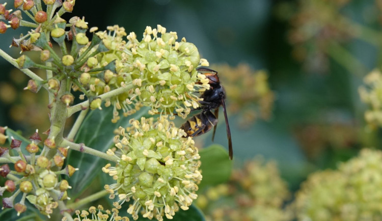 Vědci předpověděli, že nebezpečné sršně asijské zahájí invazi v Plzni. Ohrožené je i okolí Budějc
