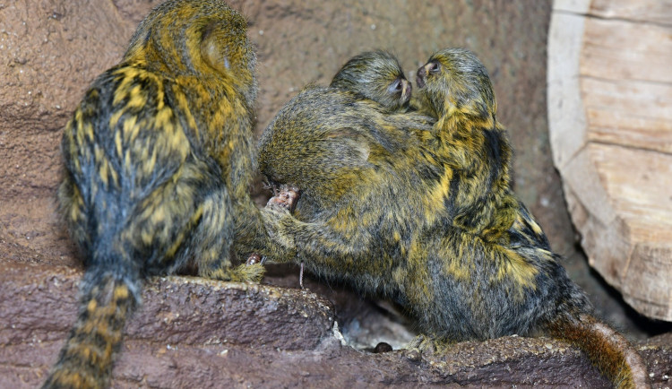 V olomoucké zoo už jsou k vidění dvojčata nejmenších opic na světě. Vozí se na zádech otce a sourozenců