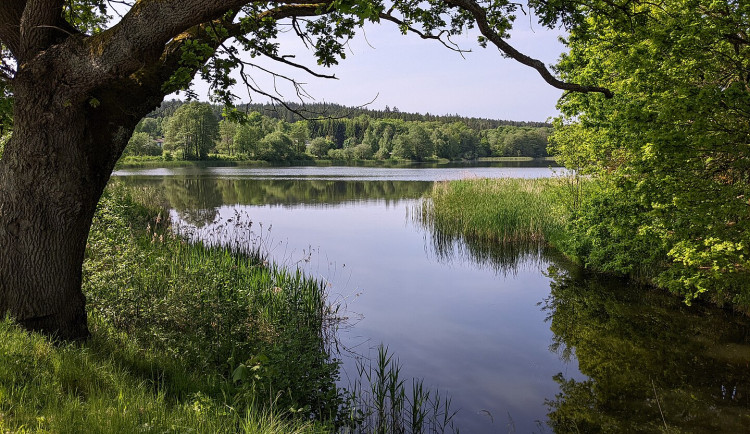 Mnišský rybník.
