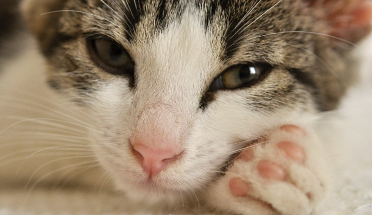Vědci z Olomouce zjistili, jak předou kočky. Jinak, než se myslelo, pomáhá speciální polštářek v hlasivkách