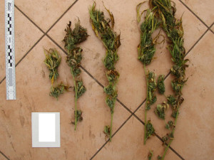 Policie na Prachaticku dopadla dealera drog. Hrozí mu až pět let vězení