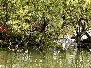 Ze zoologické v Hluboké nad Vltavou utekl dnes kozorožec, hasiči jej chytili