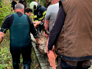 Ze zoologické v Hluboké nad Vltavou utekl dnes kozorožec, hasiči jej chytili