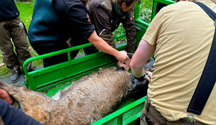 Ze zoologické v Hluboké nad Vltavou utekl dnes kozorožec, hasiči jej chytili