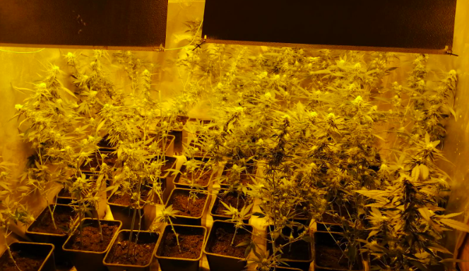 Čtveřice si obchodováním s marihuanou vydělala téměř milion korun. Policie je chytla při činu