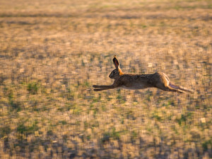 Ode dneška mohou myslivci lovit zajíce, počet ulovených kusů meziročně klesá