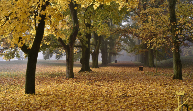 O nejkrásnější alej roku soutěží pět stromořadí z regionu. Hlasování začalo