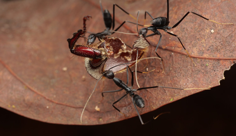 Vědci na třech kontinentech nalezli několik druhů doposud neobjevených mravenců