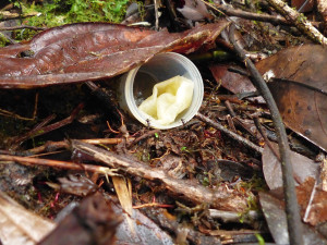Jedna z pokusných návnad s roztokem, navštívená hladovými mravenci.  Foto: Yvonne Tiede