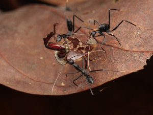 Vědci na třech kontinentech nalezli několik druhů doposud neobjevených mravenců