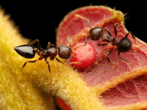 Tropičtí mravenci konzumují velkou rozmanitost potravy, kde se některé druhy specializují na lov hmyzu nebo naopak na cukry. Zde se mravenec rodu Crematogaster živí na cukerných výměšcích poskytované tropickou rostlinou. Papua Nová Guinea. Foto: Philipp H