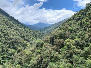 Pohled na panenské pralesy jedné ze studovaných velehor v Kordillerách.  Ekvádor, Jižní Amerika. Photo: Nina Farwig