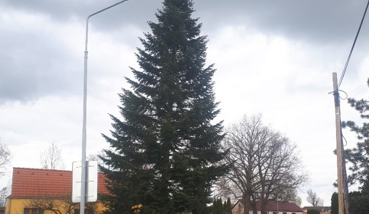 Náměstí ozdobí osmnácti metrová jedle. Vánoční strom městu věnovala rodina z Kaliště