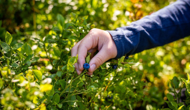 Tasemnice liščí o sobě nedá roky vědět. Pacientce vzali 70 procent jater