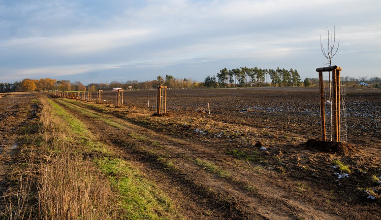 U Uničova u příležitosti 17. listopadu obyvatelé a studenti zdejšího gymnázia vysadí novou alej