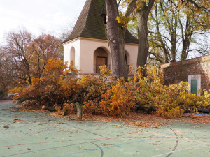 Mohutný dub na školním hřišti museli pokácet. Ohrožoval děti