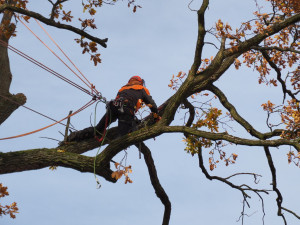 Mohutný dub na školním hřišti museli pokácet. Ohrožoval děti