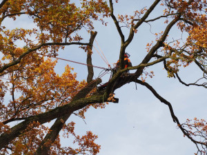 Mohutný dub na školním hřišti museli pokácet. Ohrožoval děti