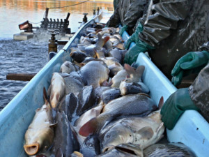 Ministerstvo zemědělství sníží příští rok národní dotace rybářům o deset milionů na 60 milionů korun