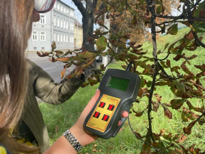 Letní měření kondice stromů