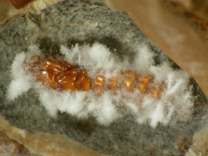 Klíněnka napadená houbou