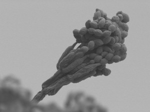 Snímek Cordyceps z elektronového mikroskopu