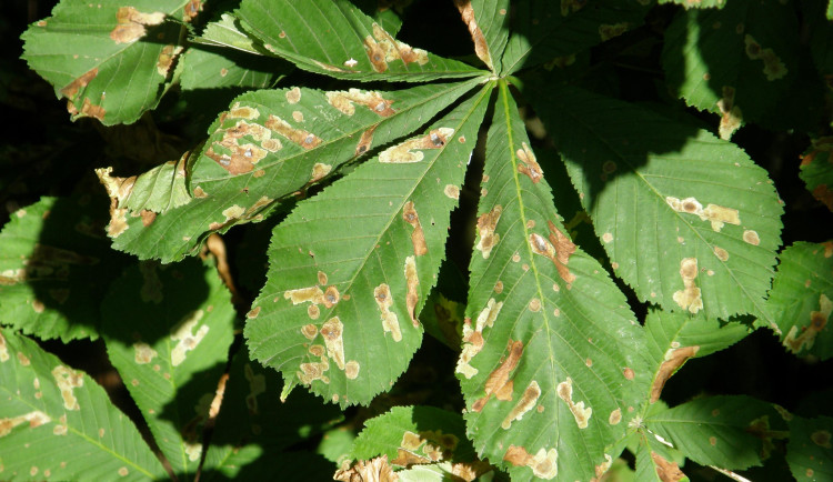 Listy poškozené larvami klíněnky