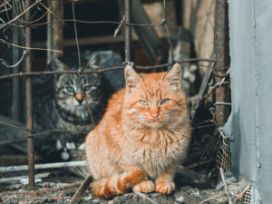 Dobrovolníci sbírají podpisy pod petici na pomoc kočkám. Chtějí změnu zákonů