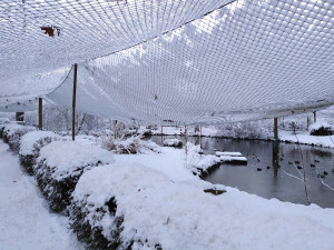 Také při loňské zimě zaměstnanci zoologické zahrady řešili škody spojené s těžkým sněhem. Fotografie poskytl zástupce ředitele Roman Kössl.