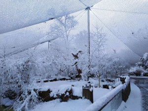 Také při loňské zimě zaměstnanci zoologické zahrady řešili škody spojené s těžkým sněhem. Fotografie poskytl zástupce ředitele Roman Kössl.