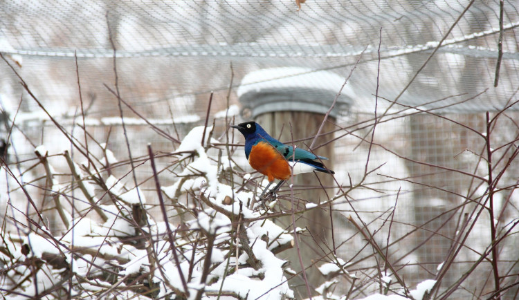 V zoo Hluboká zničil sníh voliéry. Ptákům se nic nestalo, zoo na pár dní zavře