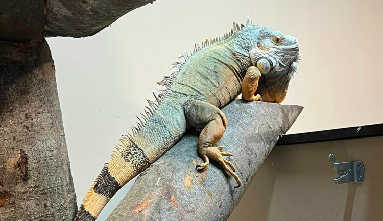 V táborské zoo nově chovají leguána zeleného. Dostal jméno Vlasta