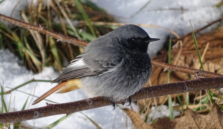 Ptákem roku 2024 v Česku je rehek domácí. Říká se mu kominíček