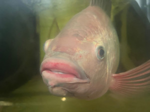 Češi si místo domácího kapra pochutnají radši na dovezeném lososovi, zjistili vědci