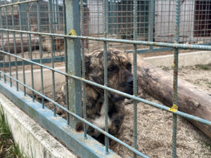 V útulku se starají o několik psů, které následně nabízí případným zájemcům.
