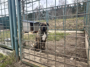 V útulku se starají o několik psů, které následně nabízí případným zájemcům.