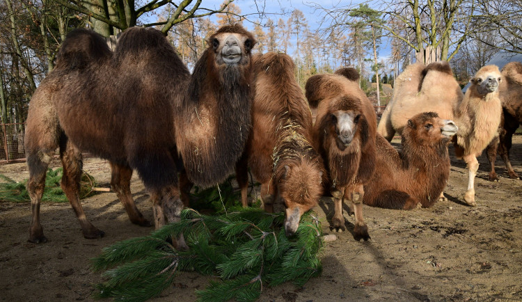 Kam s ním? Vánoční stromeček z obýváku do zoo nepatří, upozorňuje vedení olomoucké zahrady
