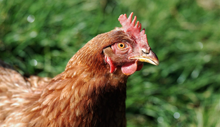 Na Českobudějovicku se prokázala ptačí chřipka H5N1. Chovatel musí slepice utratit