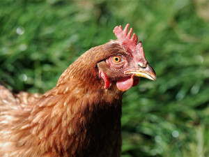 Na Českobudějovicku se prokázala ptačí chřipka H5N1. Chovatel musí slepice utratit