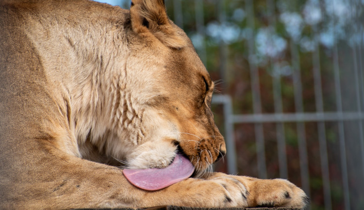 Táborská zoo vybuduje záchranné centrum pro šelmy a výběh a zázemí pro lvy