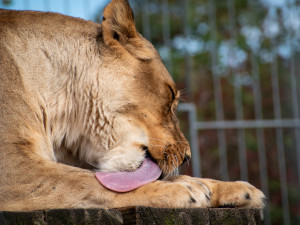 Táborská zoo vybuduje záchranné centrum pro šelmy a výběh a zázemí pro lvy