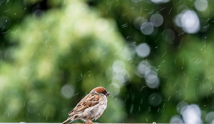 Lidé mohou do neděle sčítat ptáky na krmítkách, pomůžou tak odborníkům