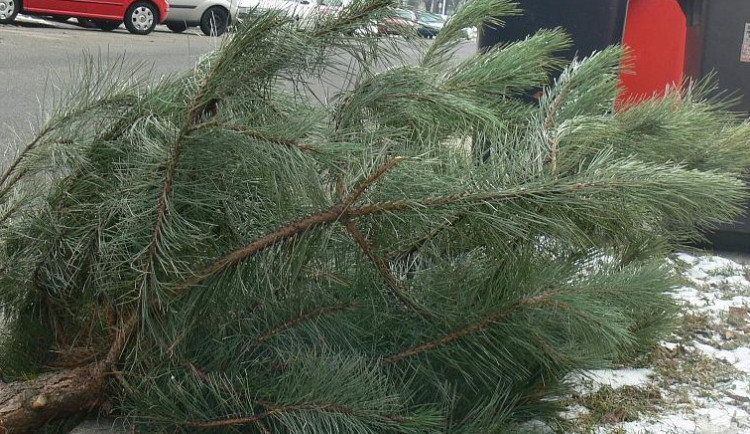 VIDEO: Olomouc už odstrojila vánoční strom. O ty z domácností se postarají technické služby