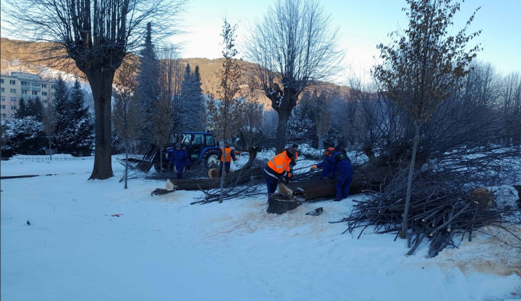 Šetrné kácení v Jeseníku. Na hřbitově město nejprve vysadilo habry, až po pěti letech porazilo staré lípy